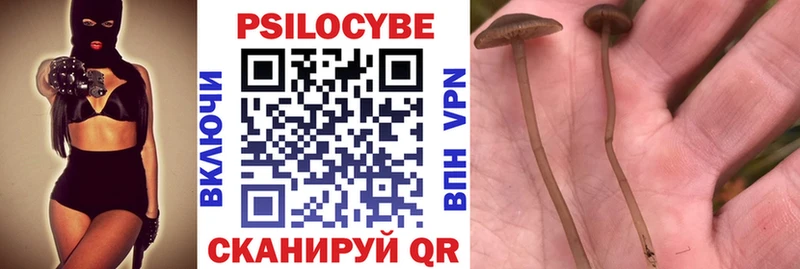 omg вход  Калининск  Псилоцибиновые грибы Psilocybine cubensis 